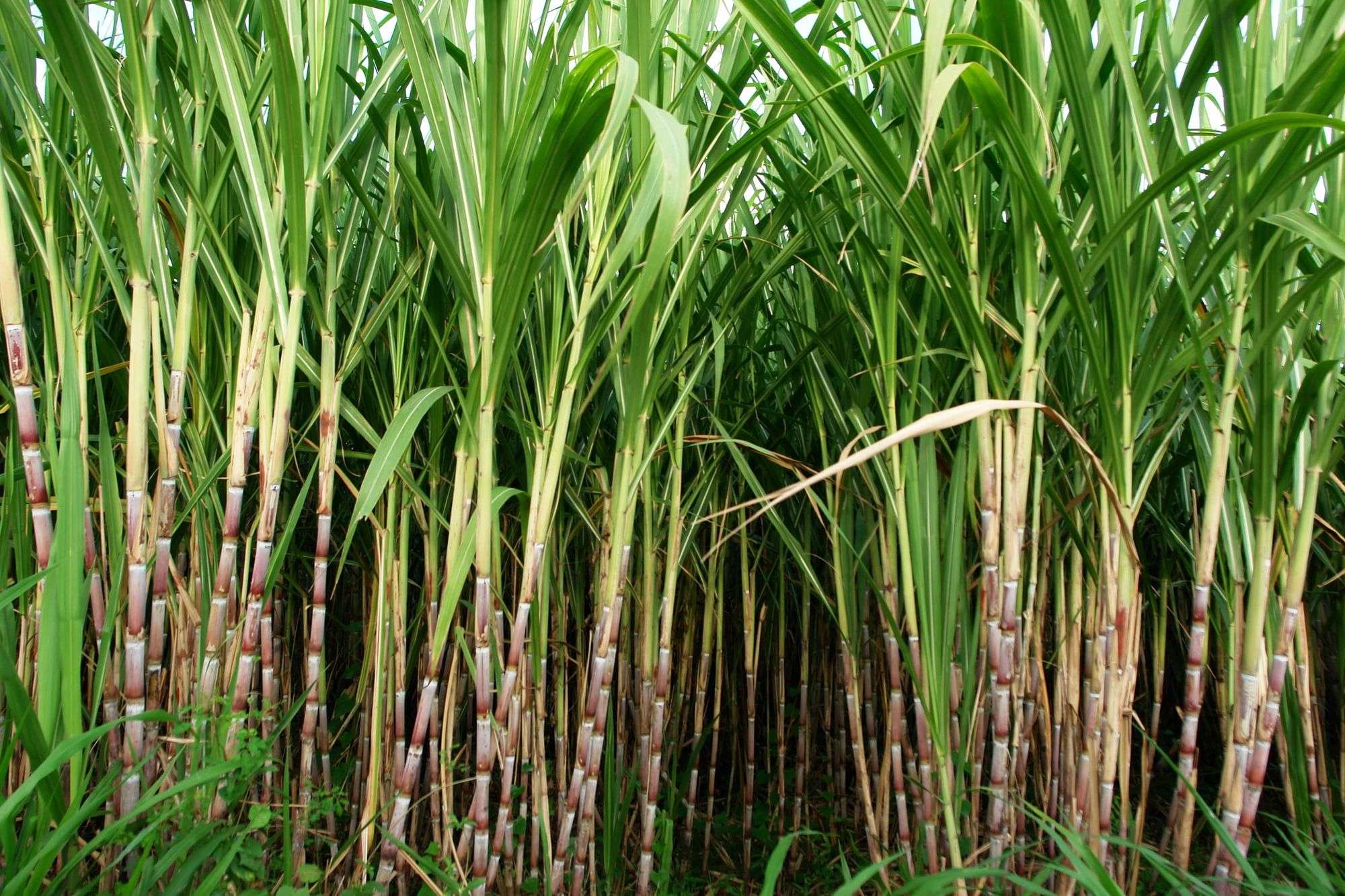 Bagasse